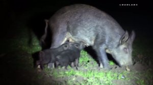 Animal services authorities are investigating after wild pigs destroyed landscaping at Fairmount Park in Riverside on Oct. 27, 2016. (Credit: LoudLabs)