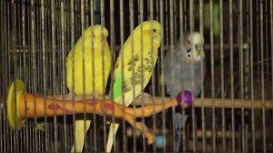 Some birds are seen after being rescued from a pet store that caught fire in Lennox on Oct. 25, 2016. (Credit: KTLA)