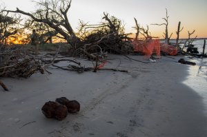 U.S. Air Force Explosive Ordnance Disposal technicians work with local law enforcement bomb squad members to transport Civil War cannonballs washed ashore from Hurricane Mathew to a safe location at Folly Beach, S.C., Oct. 9, 2016. (Credit: 1st Combat Camera Squadron/ U.S. Air Force)