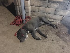 A beaten pit bull is seen in a Facebook photo tied to a post in Mission Hills on Nov. 4, 2015. (Credit: Joaquin Espinoza) 