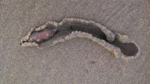 This creature appeared in the Huntington Beach area on Nov. 28, 2016. (Credit: Don Coursey)