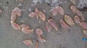 These "critters" appeared in the Huntington Beach area on Nov. 28, 2016. (Credit: Don Coursey)