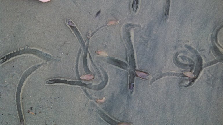These "critters" appeared in the Huntington Beach area on Nov. 28, 2016. (Credit: Don Coursey)