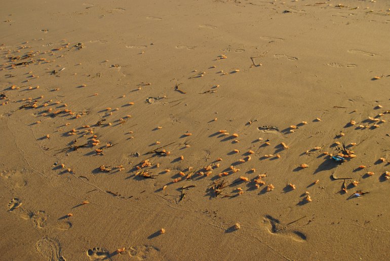 Ryan Rustan took this photo of creatures on the sand in Huntington Beach on Nov. 28, 2016. (Credit: @ryanrustan)