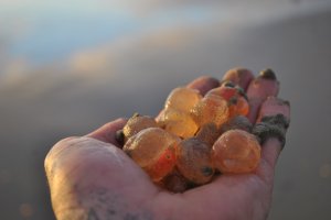 Ryan Rustan took this photo of creatures on the sand in Huntington Beach on Nov. 28, 2016. (Credit: @ryanrustan)