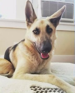 TJ, an 8-month old German shepherd that had been removed from his owner's home was found safe. 