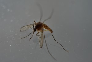 A mosquito is shown in Mexico City on May 7, 2016. (Credit: YURI CORTEZ/AFP/Getty Images)