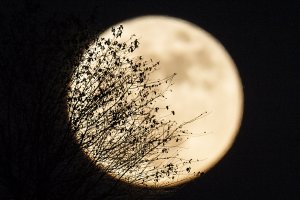 Vegetation is seen as the 'supermoon' rises over Heho, Myanmar's Shan state, on November 14, 2016. (Credit: YE AUNG THU/AFP/Getty Images)