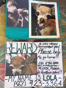 A reward is being offered for the safe return of Lola. (Credit: KTLA)