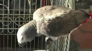 Max, an African grey parrot was stolen from a small business in South Gate on Nov. 17, 2016.