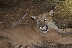 Mountain lion P-45 is shown in an undated image released by the National Park Service.