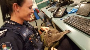 A woman arrested by police in Brisbane, Australia, shocked officers by handing over a zipped bag containing a baby koala. (Credit: Police South Brisbane)