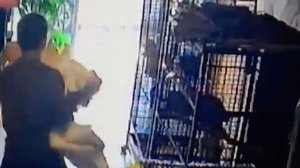 Surveillance video caught a woman taking an African grey parrot from a small business in South Gate on Nov. 17, 2016.