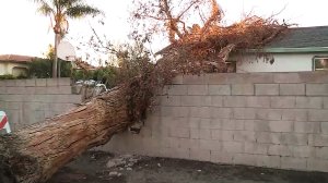 A tree is seen on Nov. 18 after it fell onto the roof of a house in Granada Hills. (Credit: KTLA)