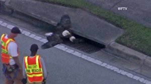 A rescue attempt for a bald eagle stuck in a storm drain took place Nov. 10, 2016, in Orange County, Florida. (Credit: WFTV via CNN)
