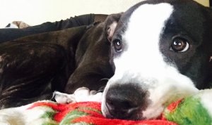 Devo is shown in an undated family photo provided by Riverside County Animal Services.