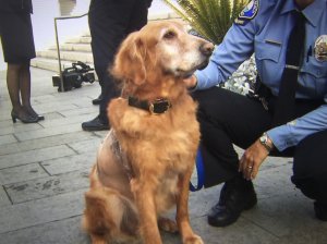 Henry the dog, who was found wandering Newport Beach with a 46-pound tumor, is recovering and was at a news conference on Dec. 14, 2016. (Credit: KTLA)