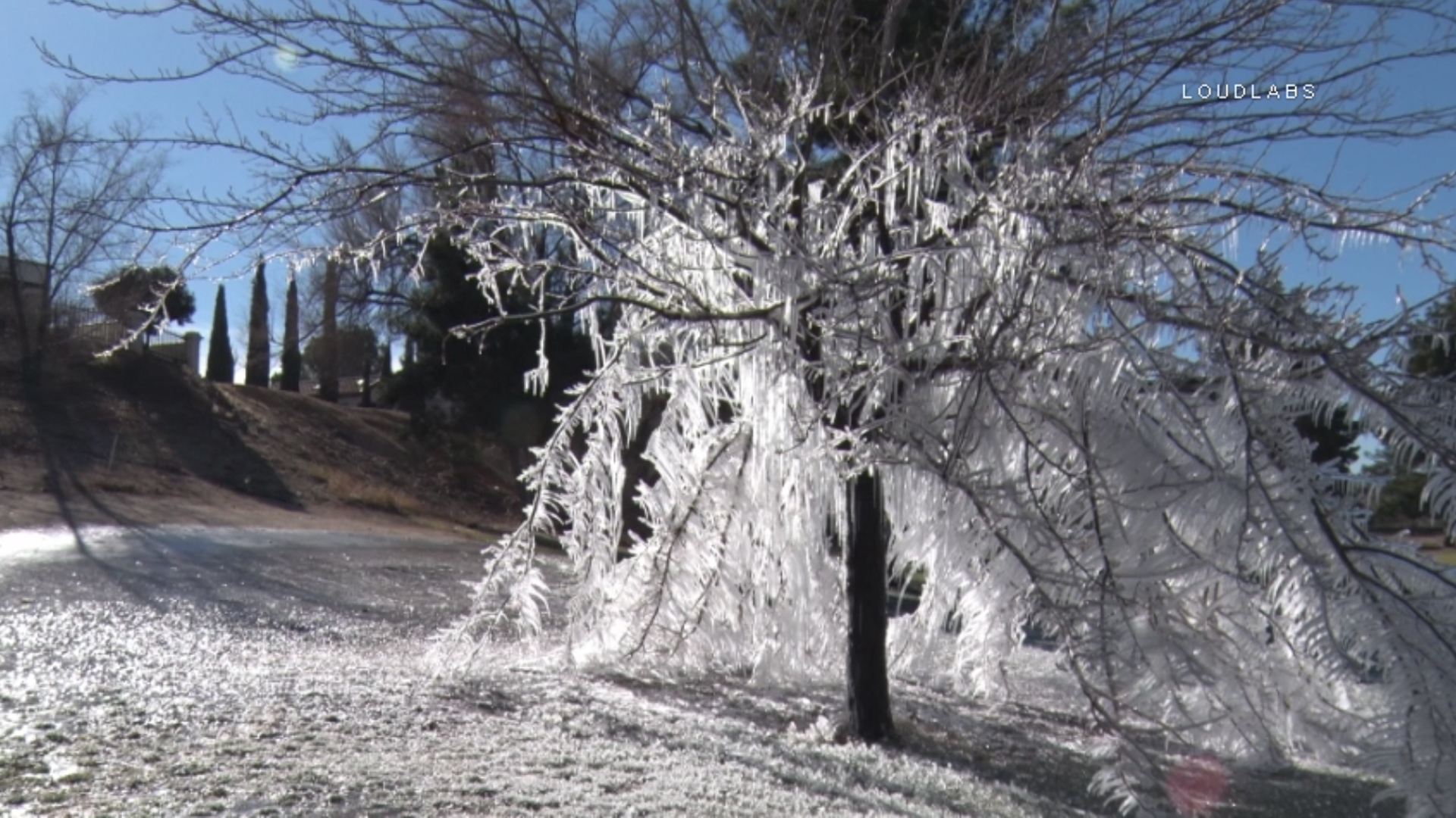 An ice-covered tree is seen in another angle in Victorville on Dec. 20, 2016. (Credit: Loudlabs)