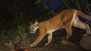 P-39 licks her face during a meal break following a kill on June 22, 2015. (Credit: Santa Monica Mountains National Recreational Area) 