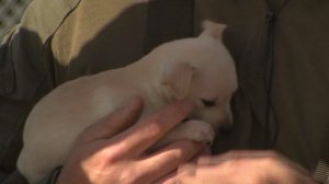 A sheriff's official holds a puppy rescued from the San Gabriel River on Dec. 16, 2016. (Credit: KTLA)