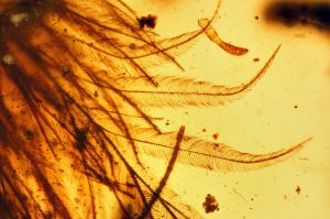 The tail of a dinosaur from the mid-Cretaceous period was found encased in amber. (Credit: RSM/R.C. McKellar)