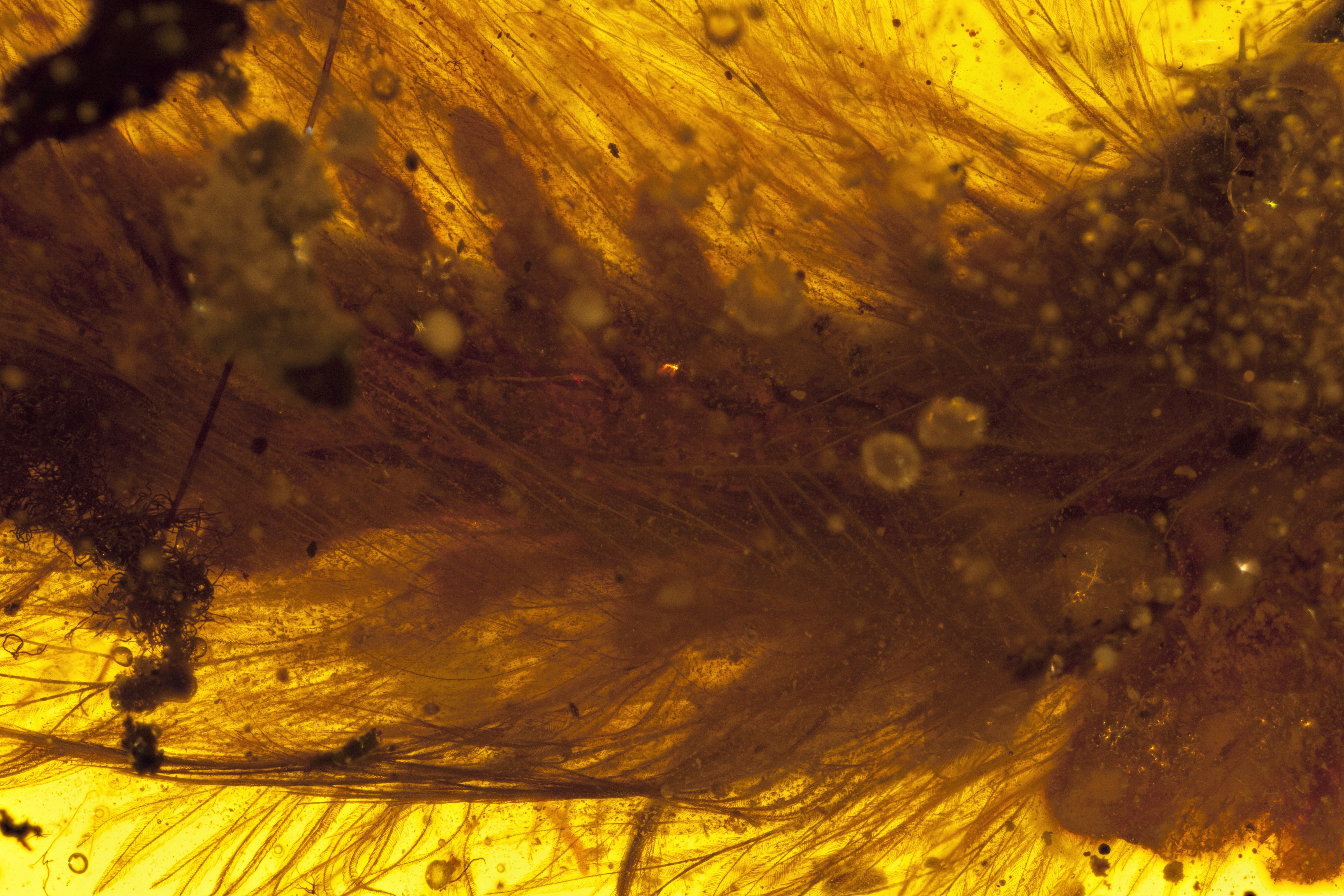 The tail of a dinosaur from the mid-Cretaceous period was found encased in amber. (Credit: RSM/R.C. McKellar)