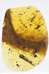 The tail of a dinosaur from the mid-Cretaceous period was found encased in amber. (Credit: RSM/R.C. McKellar)