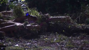 One person was killed and six others injured, including a young girl, when a tree fell on a wedding party in Whittier on Dec. 17, 2016. (Credit: KTLA)