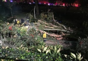 Several people were injured after a tree fell on a wedding party in Whittier on Dec. 17, 2016. (Credit: KTLA)