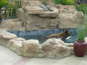 Live Oak Canyon-area resident Nathan Keeler provided this photo of a bear in the neighborhood.