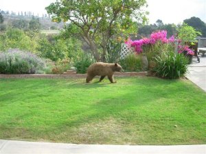 Live Oak Canyon-area resident Nathan Keeler provided this photo of a bear in the neighborhood.