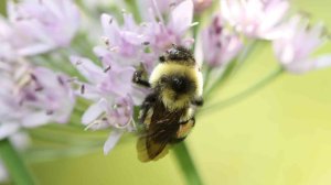 Photo of the rusty patched bumble bee in Minnesota. (Credit: The Xerces Society/Sarina Jepsen)