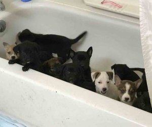 Multiple puppies were found in the woman's care at the time of her arrest, according to Irvine police, which released this photo of some of the dogs on Jan. 13, 2017.