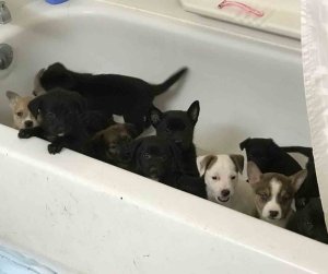 Multiple puppies were found in the woman's care at the time of her arrest, according to Irvine police, which released this photo of some of the dogs on Jan. 13, 2017. 