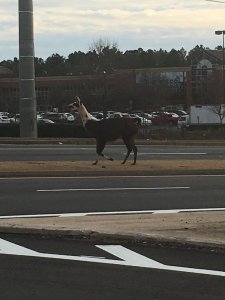Photo of a llama in the street in Athens, Georgia on January 4, 2017.
