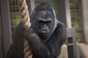 Colo died in her sleep at the Columbus Zoo early Tuesday, Jan. 17, 2017. (Credit: Columbus Zoo and Aquarium)