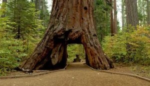 The Pioneer Cabin Tree is shown in an undated photo from the California Department of Parks and Recreation.