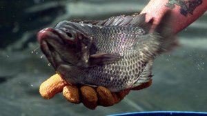 Tilapia is tossed into a net for harvesting at Pacific Aquafarms in Niland, 30 miles east of Indio. A restaurant in Santa Clara County was serving the fish but charging customers for cuts of a pricier dish. (Credit: Gina Ferazzi / Los Angeles Times)