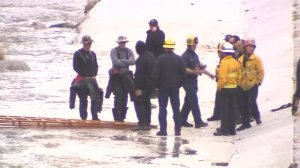 Recovery crews investigate a dead body found on an island in the L.A. River on Feb. 25, 2017. (Credit: KTLA)