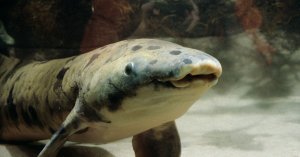 Chicago's Shedd Aquarium has announced the passing of their oldest-living resident, an Australian lungfish named Granddad. (Credit: Shedd Aquarium/Facebook)