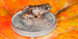 Seven new species of frog -- some of the smallest in the world -- were found after five years of searching in the Western Ghats, a mountain range in Southwestern India known to be a biodiversity hotspot. (Credit: SD BIJU)