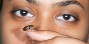Seven new species of frog -- some of the smallest in the world -- were found after five years of searching in the Western Ghats, a mountain range in Southwestern India known to be a biodiversity hotspot. (Credit: SD BIJU)