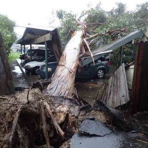 A large eucalyptus tree toppled onto a carport near Santa Barbara on Feb. 17, 2017. (Credit: Santa Barbara County Fire Department)