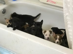 Rescued puppies are shown in a photo released by Irvine police on Jan. 13, 2017, when Megan Ann Hoechstetter's arrest was announced.