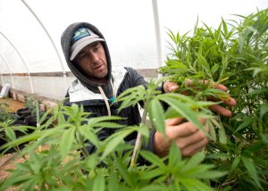 Justin Calvino prunes some of his growing marijuana crops at one of his properties in Mendocino County, California, on April 19, 2017. (Credit: Josh Edelson / AFP / Getty Images)