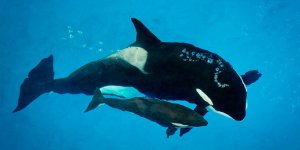 Kyara, a 3-month-old killer whale calf at SeaWorld San Antonio, and the last one born in captivity at one of the company's parks, has died. Kyara and Takara are pictured here. (Credit: SeaWorld Parks & Entertainment)