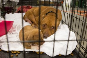 Pets belonging to evacuees sit in a crate at the Delco Center in east Austin, Sunday, August 27, 2017. (Credit: SUZANNE CORDEIRO/AFP/Getty Images)