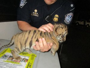 A tiger cub is seen in photos released by U.S. Customs and Border Protection on Aug. 24, 2017.
