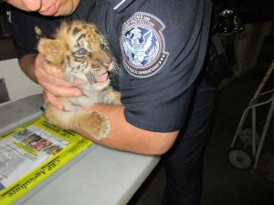 A tiger cub is seen in photos released by U.S. Customs and Border Protection on Aug. 24, 2017.