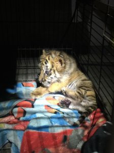 A tiger cub is seen in photos released by U.S. Customs and Border Protection on Aug. 24, 2017.